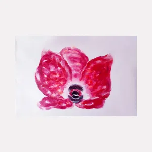 Crown Anemone