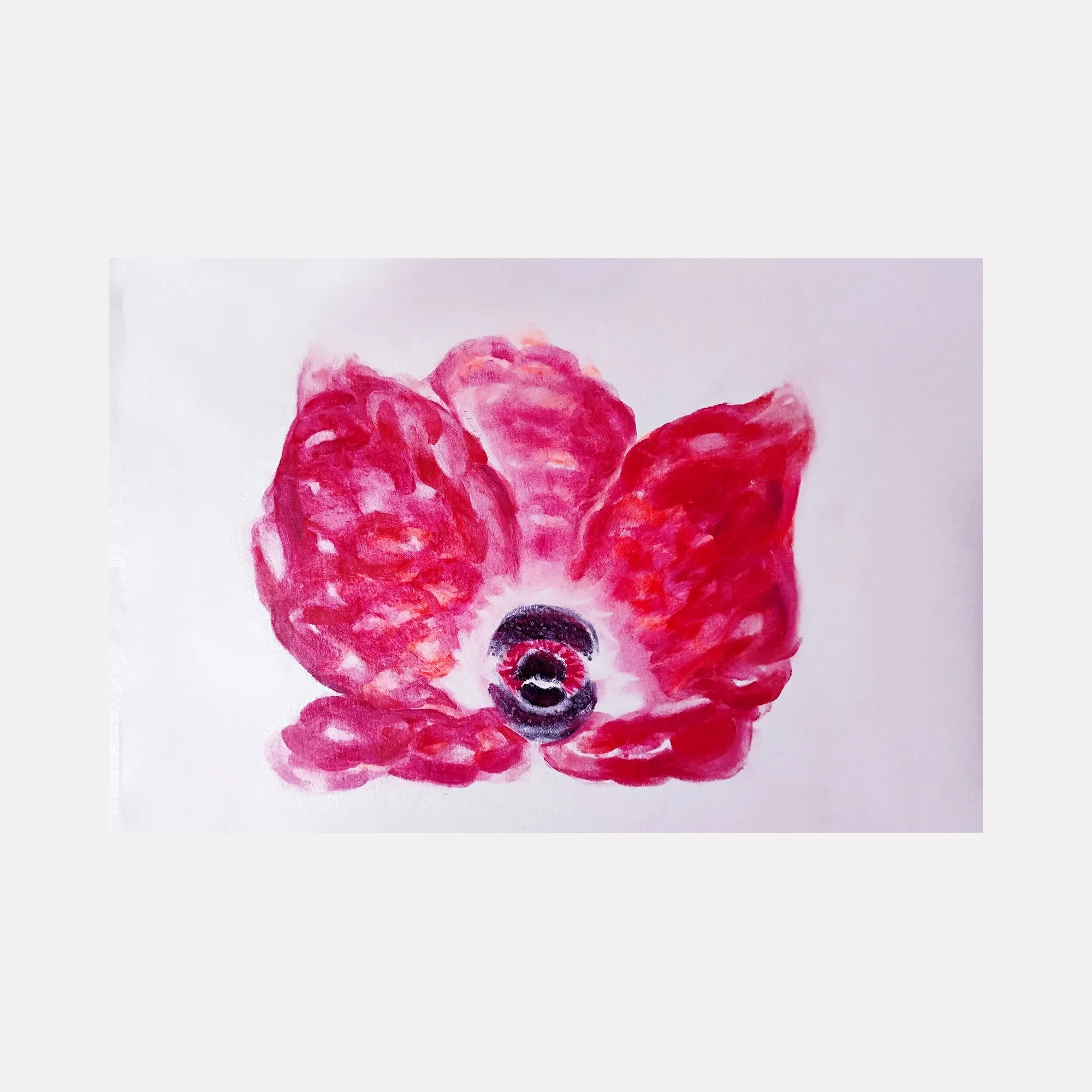 Crown Anemone