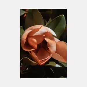Flower Study II
